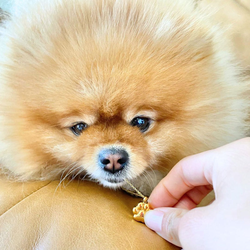 The Ultimate List of Sympathy Gifts for National Pet Day - GNight Fetcher