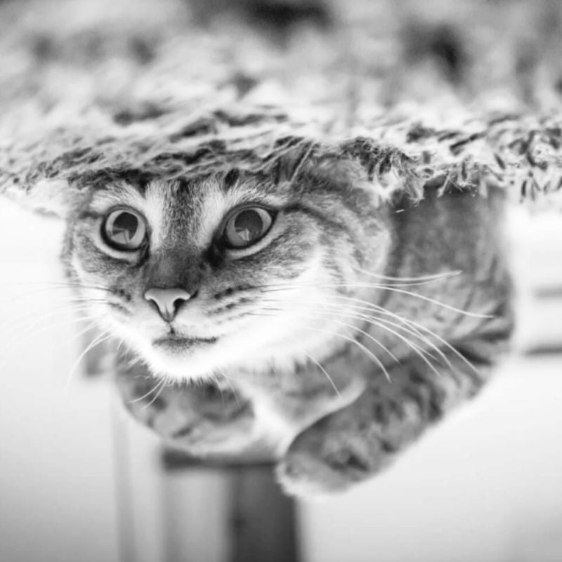 What Happens After My Pet Dies? A Guide to End of Life Planning for Pets - GNight Fetcher