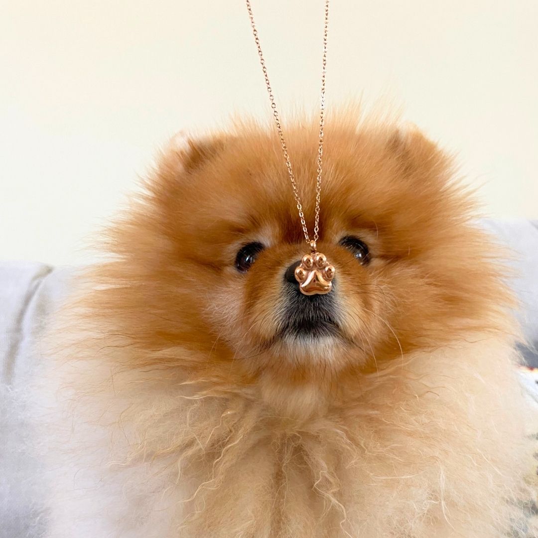Paw Print Cremation Necklace for Dog Pet Ashes Gold