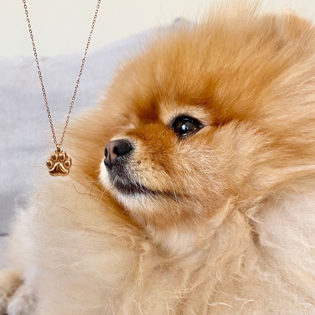 Paw Print - Cremation Necklace for Dog & Pet Ashes - Rose Gold - GNight Fetcher